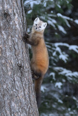 Pine Marten in the Snow