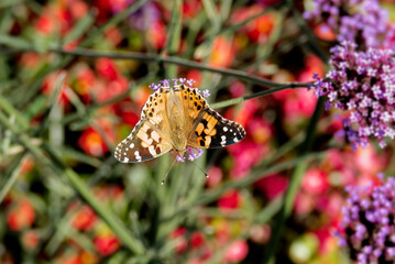 Painted Lady (Vanessa Cardui) Butterfly perched on purple flower in Zurich, Switzerland