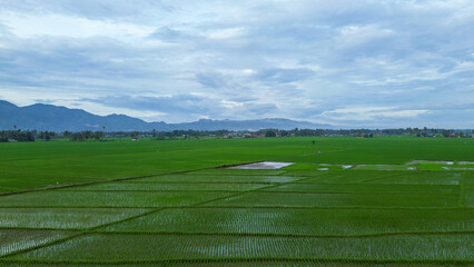 Aerial view of paddy rice field in the countryside of Indonesia