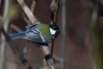 tit sitting on a tree branch against a blurred background