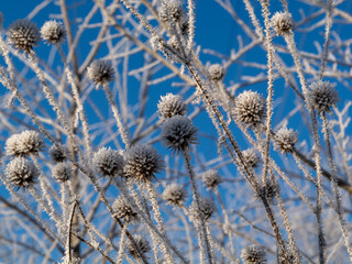 Winter slender cardoons (Dipsacus strigosus) covered with hoarfrost.
