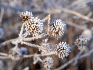 Winter slender cardoons (Dipsacus strigosus) covered with hoarfrost.