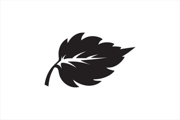 Leaf hand drawn illustration on white background. leaf vector.