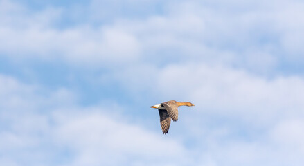 A bird in flight against a bright blue sky with fluffy white clouds.  A peaceful and serene scene.