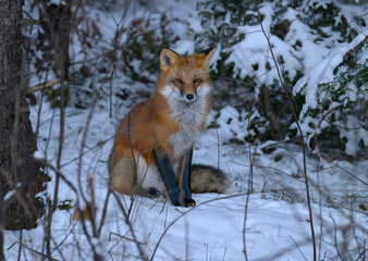Red Fox in Winter