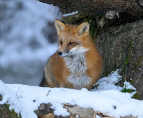 Red Fox in Winter