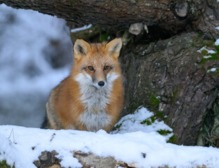 Red Fox in Winter