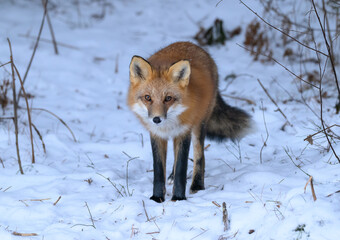 Red Fox in Winter