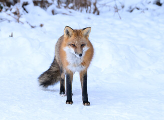 Red Fox in Winter