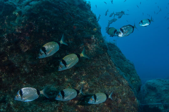 School of Common Two-Banded Seabream (Diplodus vulgaris) at Las Eras dive site, Tenerife, Canary Islands