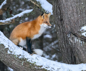 Red Fox in Winter