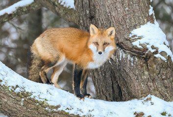 Red Fox in Winter