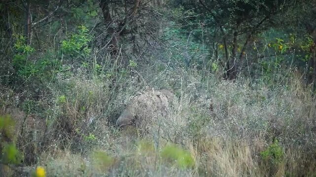 A striped hyena gracefully walks alongside its curious cub, bathed in the golden glow of warm sunlight, amidst the vast grasslands of Bhigwan Wildlife Sanctuary.