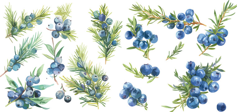 juniper berry watercolor clipart