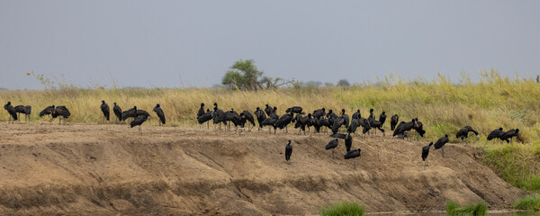 Group of Black stork African openbill (Anastomus lamelligerus) standing along a small ditch in Serengeti in Tanzania East Africa