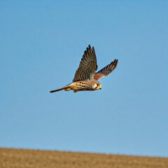 A kestrel hovering in the sky while scouting for prey over an open field.
