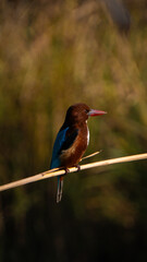 Nepali Kingfisher