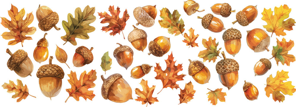acorn watercolor clipart