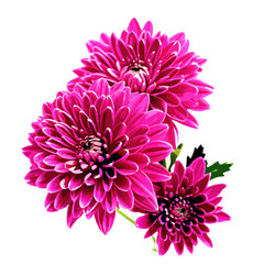 Pink autumn chrysanthemum isolated vector illustration (4)