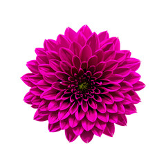 Pink flower on a white background vector illustration (4)