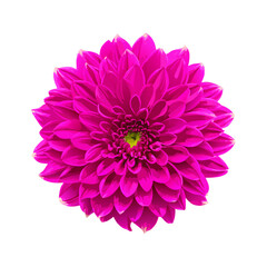 Pink flower on a white background vector illustration (6)