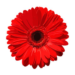 Red gerbera flower isolated on white background vector illustration (2)