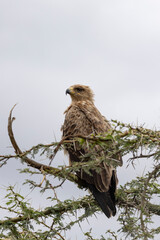 Tawny eagle (Aquila rapax) perched oon branche of an Acacia tree during Safari in Serengeti Tanzania East Africa
