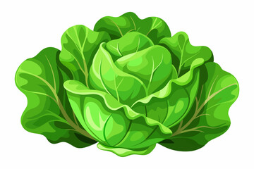 Obraz premium Fresh lettuce on a white background vector art illustration