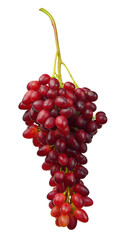 Grape. red grapes. Ripe purple grapes. Fresh grapes. Ripe berries. Wine grapes on transparent, png,