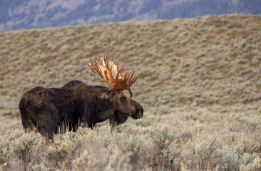 Bull Moose in the rut in Autumn in Grand Teton National Park Wyoming