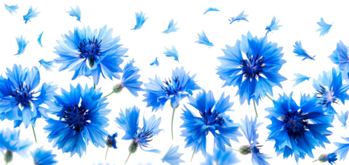 Vibrant blue cornflowers with scattered petals on a transparent background. Perfect for floral designs, nature-inspired art, or seasonal themes like spring and summer