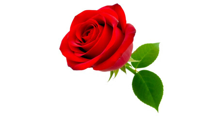 rose isolated on white background
