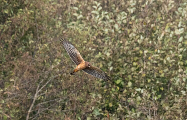 Northern Harrier in Flight