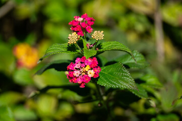 Bright lantana flowers