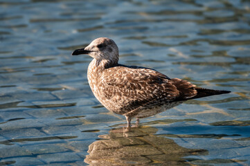 seagull standing on water