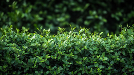 Obraz premium Lush green hedge showing vibrant foliage in a serene garden setting during daylight