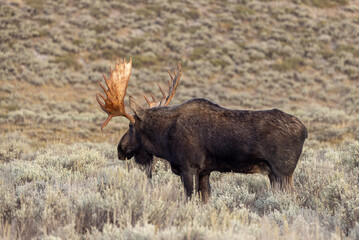 Bull Moose in the rut in Autumn in Grand Teton National Park Wyoming