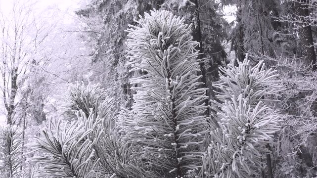 Raureif an Tannennadeln und Zweigen im Winterwald, Wunderwald