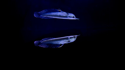 Arowana fish in the aquarium. mirroring © Salouw