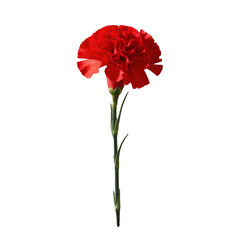 red carnation flower