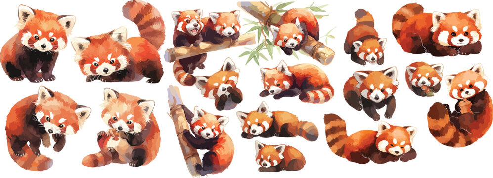 red panda watercolor clipart