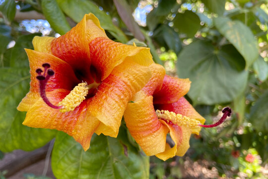 Hibiscus elatus or Talipariti elatum,Blue mahoe or maj&oacute; azul, is a species of flowering tree in the mallow family.Selective focus.
