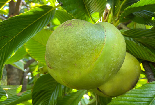 Dillenia indica or Elephant apple, Chalta, outenga,
hondapare tree tropical exotic fruit close up.Selective focus.