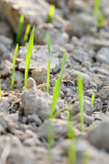 closeup the ripe green soil wheat stitch plant growing with leaves in the farm field with clay soft focus natural green brown background.