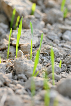 closeup the ripe green soil wheat stitch plant growing with leaves in the farm field with clay soft focus natural green brown background.