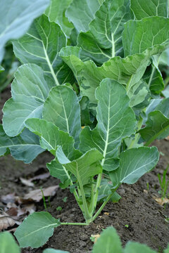 closeup the bunch ripe green cauliflower plant with soil heap growing in the farm soft focus natural green brown background.