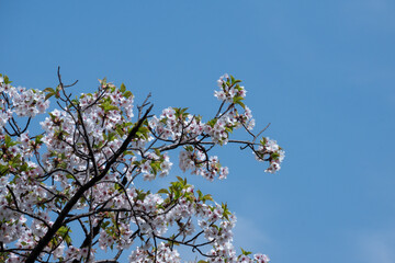 澄んだ青空を背景にした葉桜