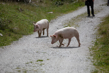 Happy free-range pigs enjoying summer outdoors, running and resting in green pasture. Healthy, content animals living naturally in the countryside under warm sunlight.