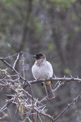 Common Bulbul (Pycnonotus barbatus) passerine bird in Serengeti in Tanzania East Africa