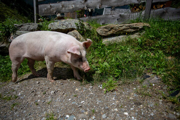 Happy free-range pigs enjoying summer outdoors, running and resting in green pasture. Healthy, content animals living naturally in the countryside under warm sunlight.